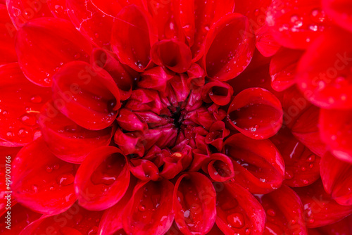 Blooming red dahlia in drops of rain macro photography on a summer day. Garden dahlia with water drops on a bright red petals closeup photo in summer. Scarlet flower on a rainy day. 