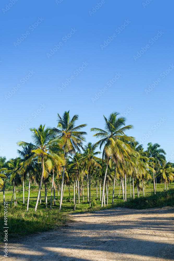 Green coconut palm trees with blue sky