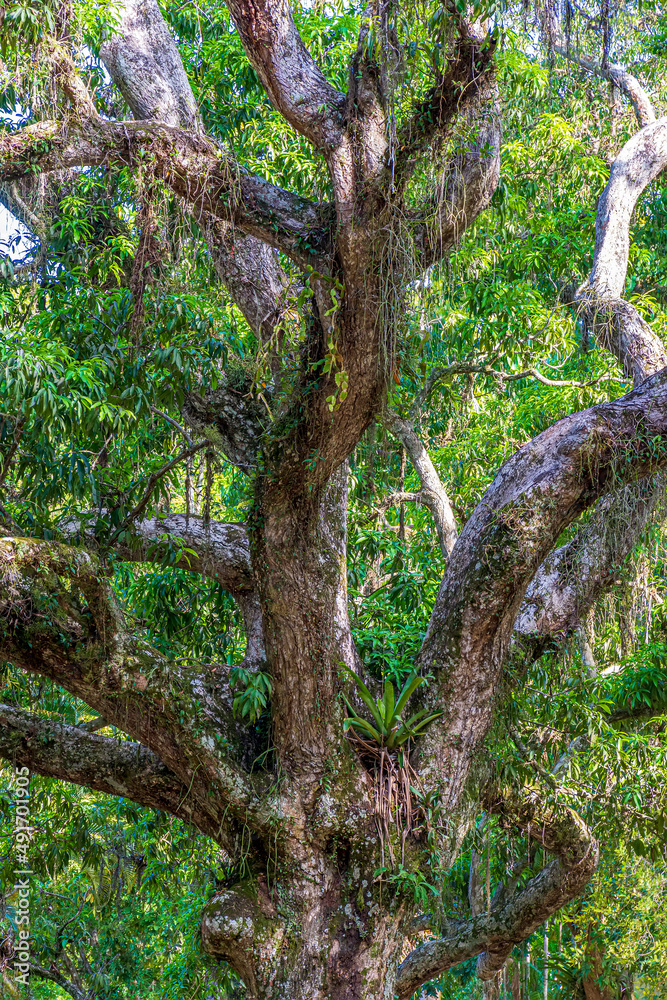 Fototapeta premium Tree trunk with many parasites in the preserved rainforest of Rio de Janeiro