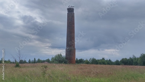 Three storks are standing in a nest built on an old red brick chimney, which is located in the middle of a grass meadow, behind which there is a forest