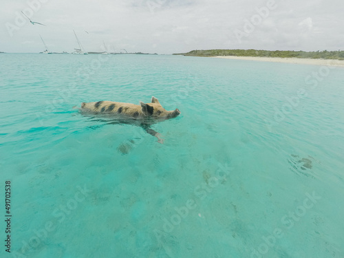 Pigs and piglets swimming in the carribean sea, Staniel Cay,  Bahamas. 