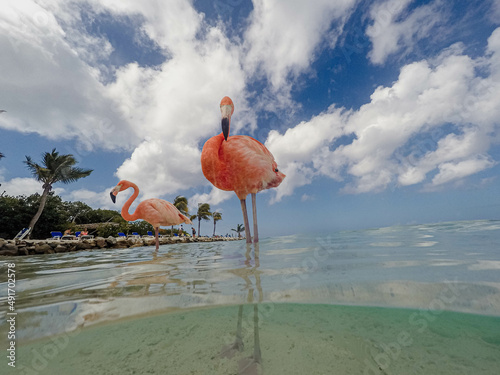 Paradise beach with wild flamingos in Aruba.  © Theblondosaur