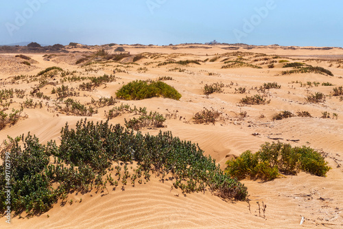 Desert African landscape with small sand dunes. Morocco.