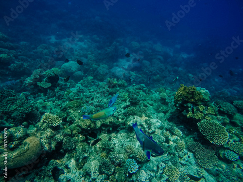 Great barrier reef, Australia.