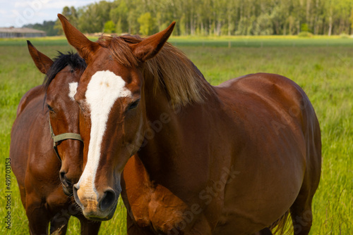 Beautiful brown and black horses in meadow interacting with each other and making funny faces. © Janis