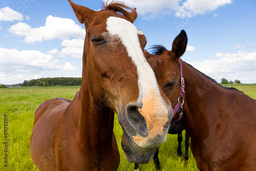 Beautiful brown and black horses in meadow interacting with each other and making funny faces.