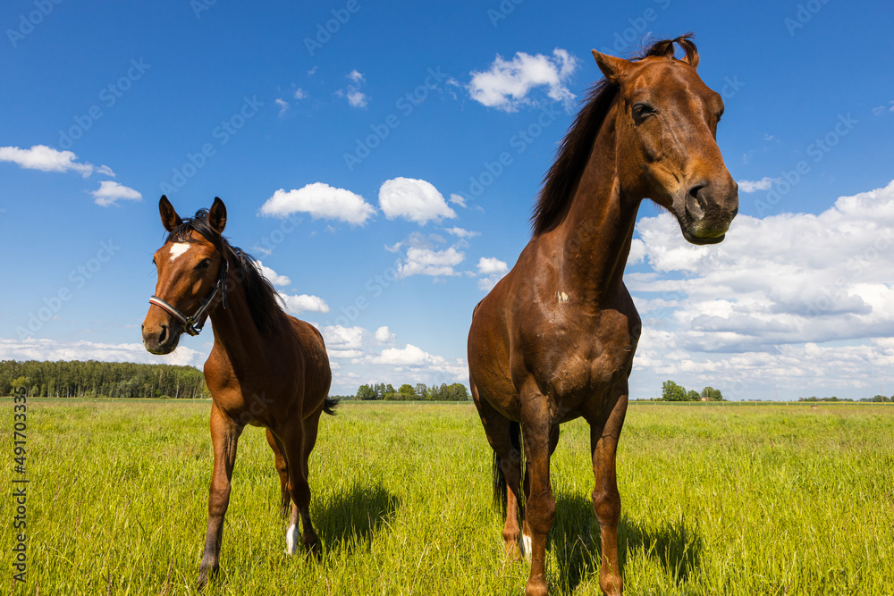 Beautiful brown and black horses in meadow interacting with each other and making funny faces. Beautiful brown and black horses in meadow interacting with each other and making funny faces.