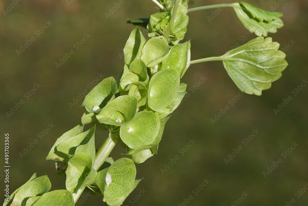 Obraz premium Moluccella laevis, Bells of Ireland with tiny white flowers surrounded by apple green calyces. Close up spikes of flowers. Family Lamiaceae. Faded garden on the background.