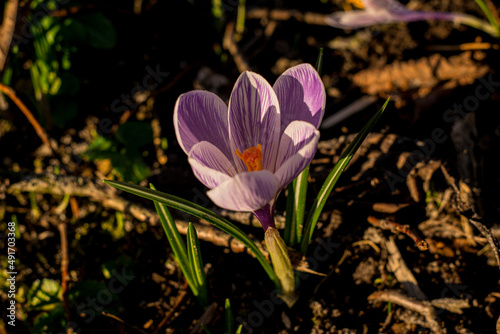 purple crocus flower