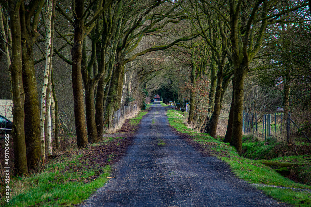 Fototapeta premium alley in the park