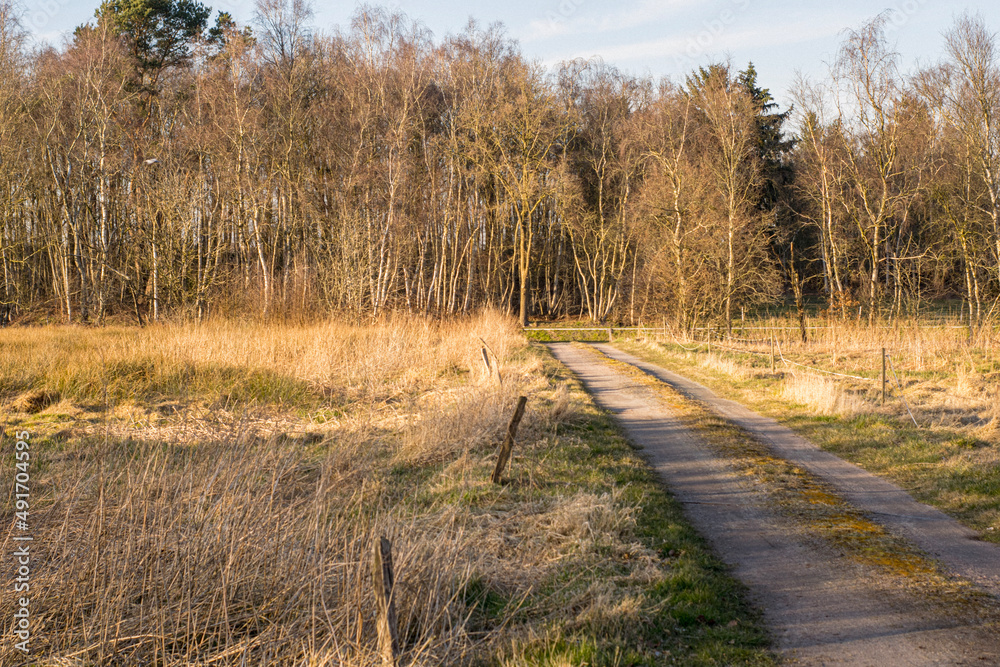 Fototapeta premium path in the forest