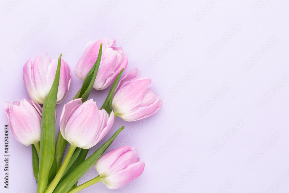 Lilac tulip flower on purple background.