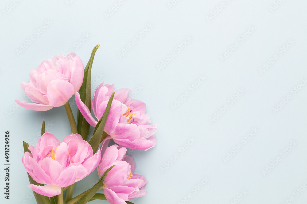 Pink tulip flower on pastel background.