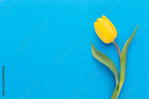 Yellow tulips on the blue background.