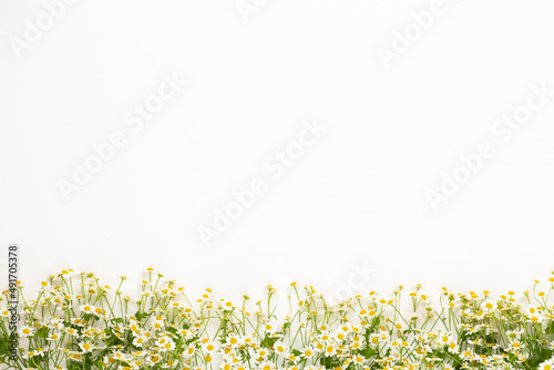 Chamomile flowers floral framee. Flat lay, top view.