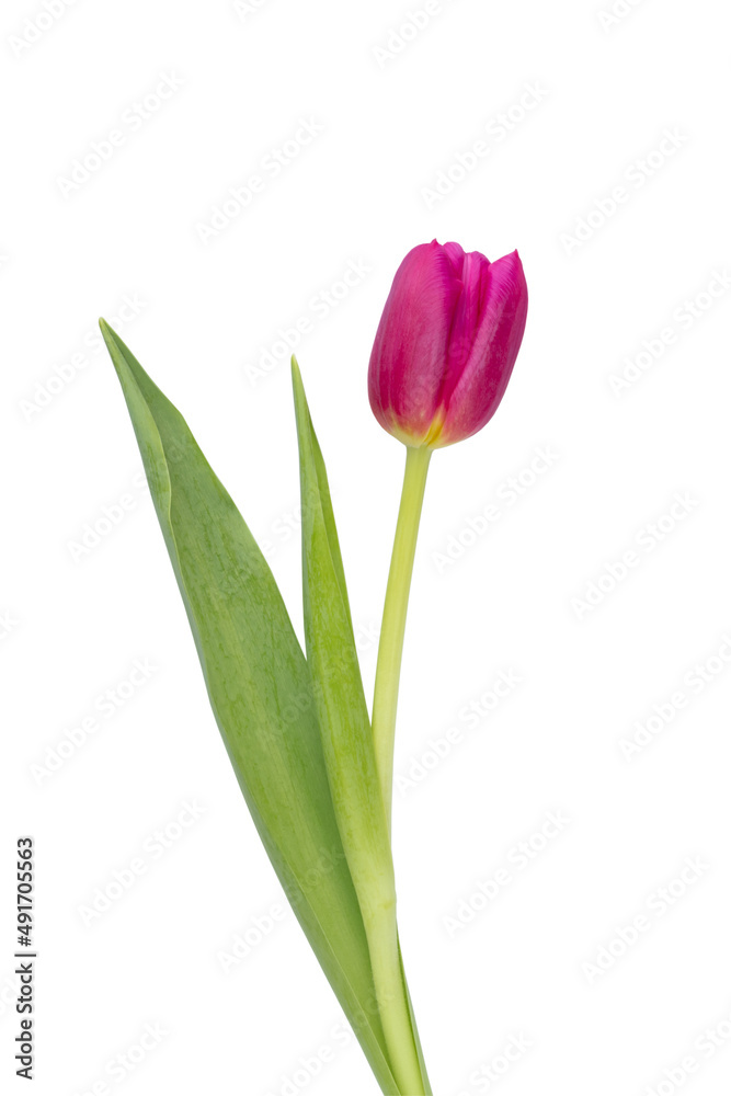 Lilac tulip flower on whitebackground.