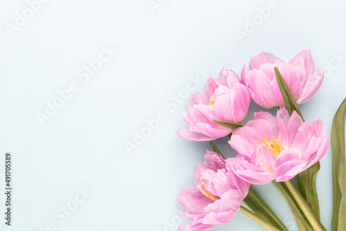 Fototapeta Naklejka Na Ścianę i Meble -  Pink tulip flower on pastel background.