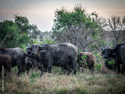 Buffle big five afrique du sud Réserve d'Hluhluwe-Umfolozi photo