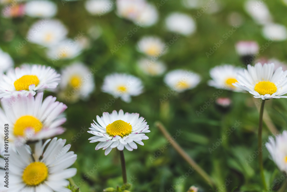 Daisies blooming in spring. Selective focus. Copy space.
