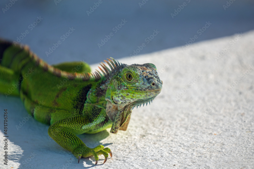 Naklejka premium Green Iguana