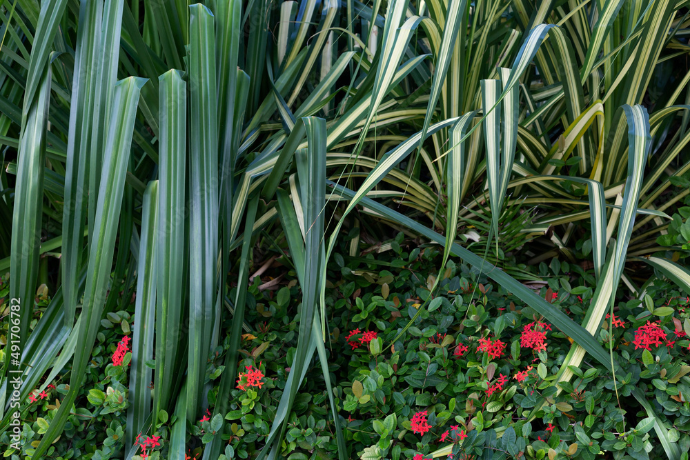 Obraz premium Tropical foliage green dark background