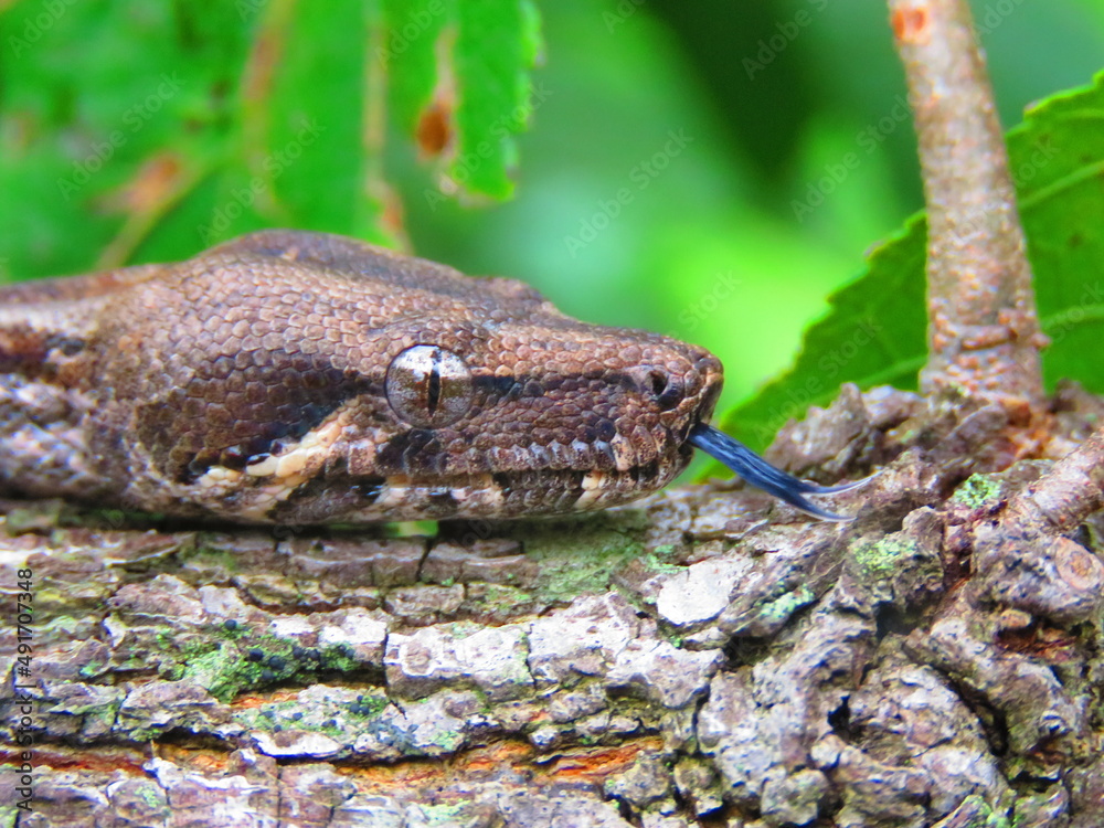 harmless snakes, poisonous snakes such as rattlesnakes, handling of