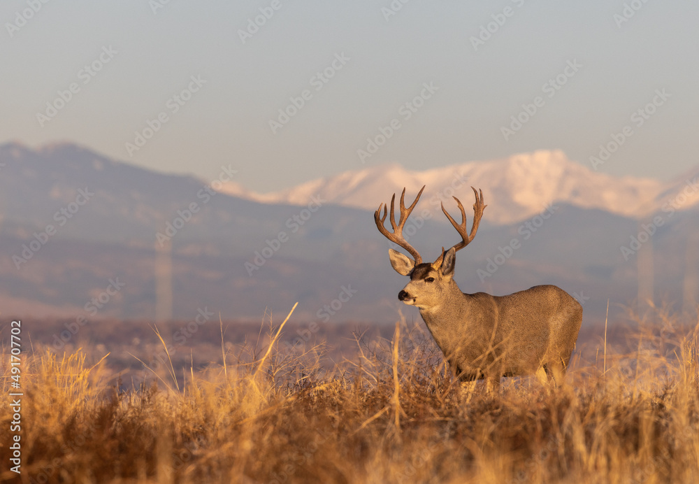 Mule Deer Buck in the Rut in Fall in Colorado Mule Deer Buck in the Rut in Fall in Colorado