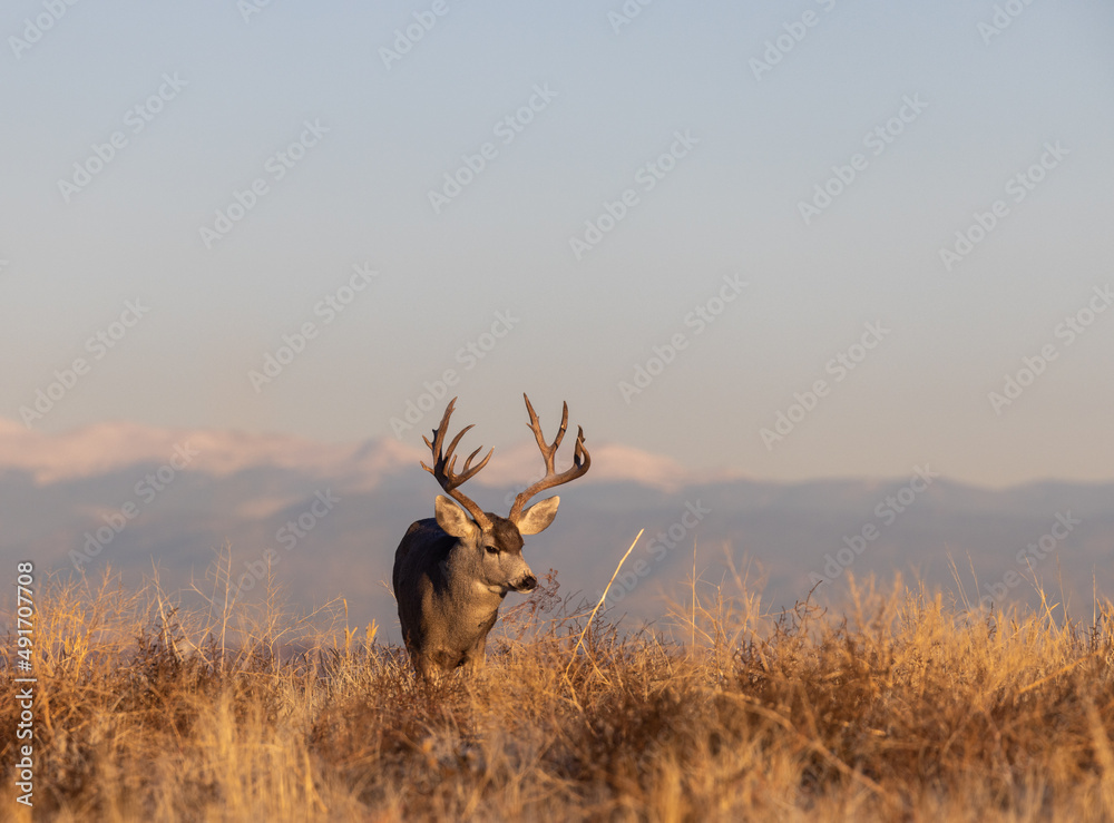 Fototapeta premium Mule Deer Buck in the Rut in Fall in Colorado