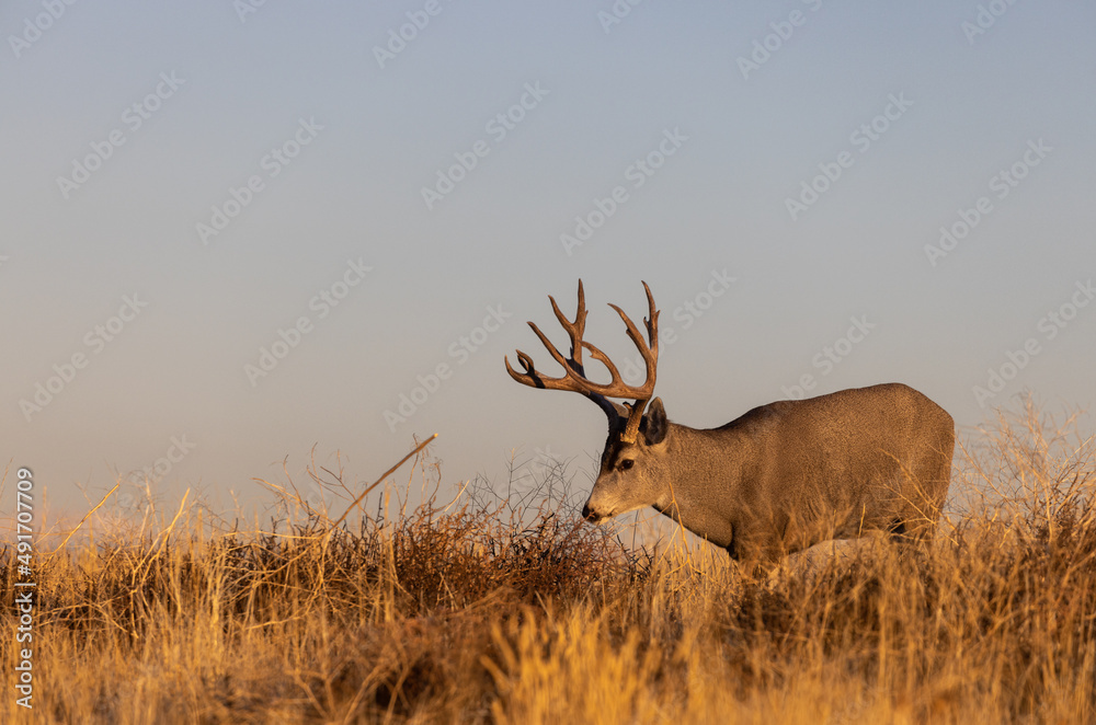 Mule Deer Buck in the Rut in Fall in Colorado Mule Deer Buck in the Rut in Fall in Colorado