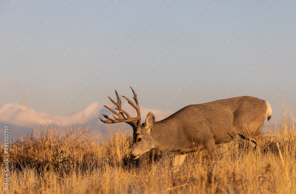Fototapeta premium Mule Deer Buck in the Rut in Fall in Colorado
