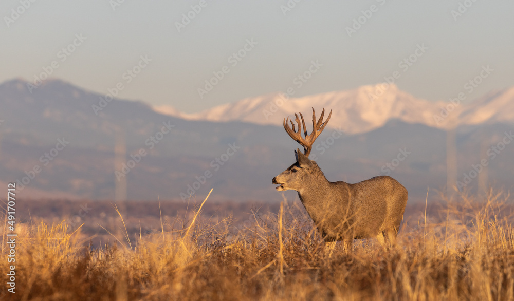Fototapeta premium Mule Deer Buck in the Rut in Fall in Colorado