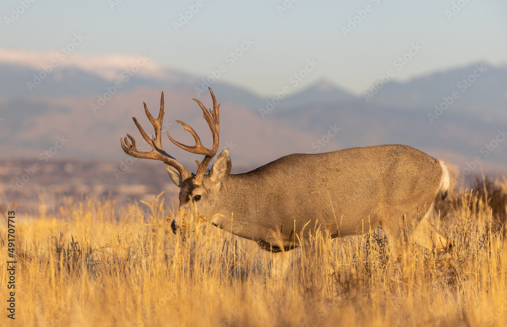 Obraz premium Mule Deer Buck in the Rut in Fall in Colorado