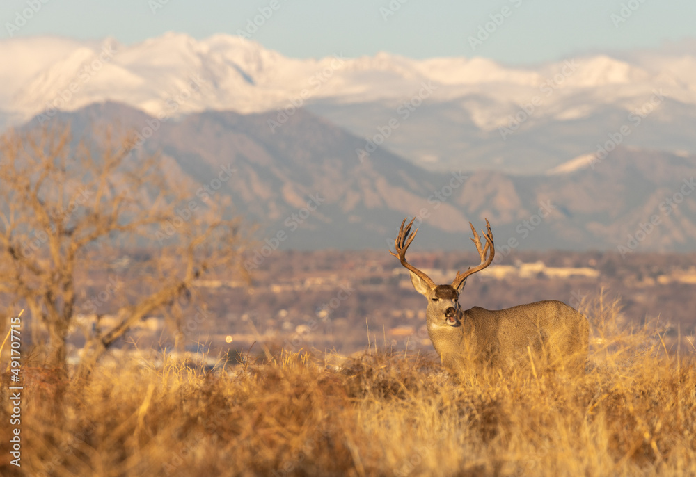 Fototapeta premium Mule Deer Buck in the Rut in Fall in Colorado
