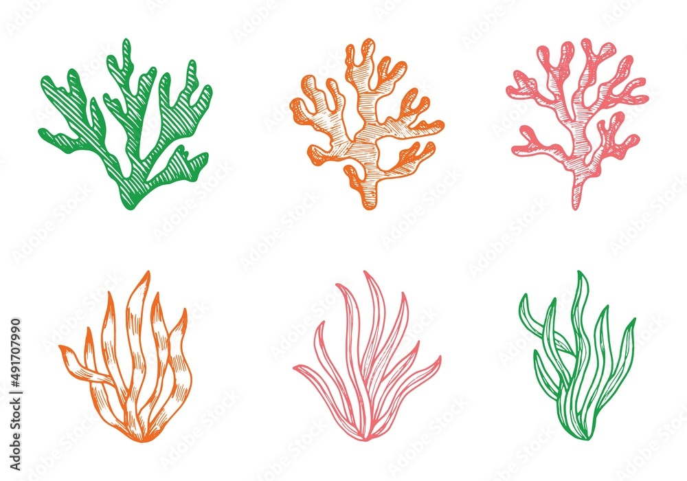 Algae marine set of vector colored sketches