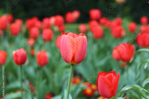 field of red tulips in the garden