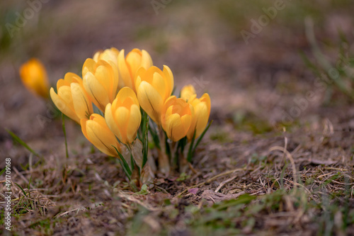 Krokus żółty. Żółte krokusy kwitnące w parku wiosną. Wiosenne krokusy na łące. Zdjęcie macro krokusów w kolorze żółtym. Wiosenne kwiaty kwitnące na żółto. 
