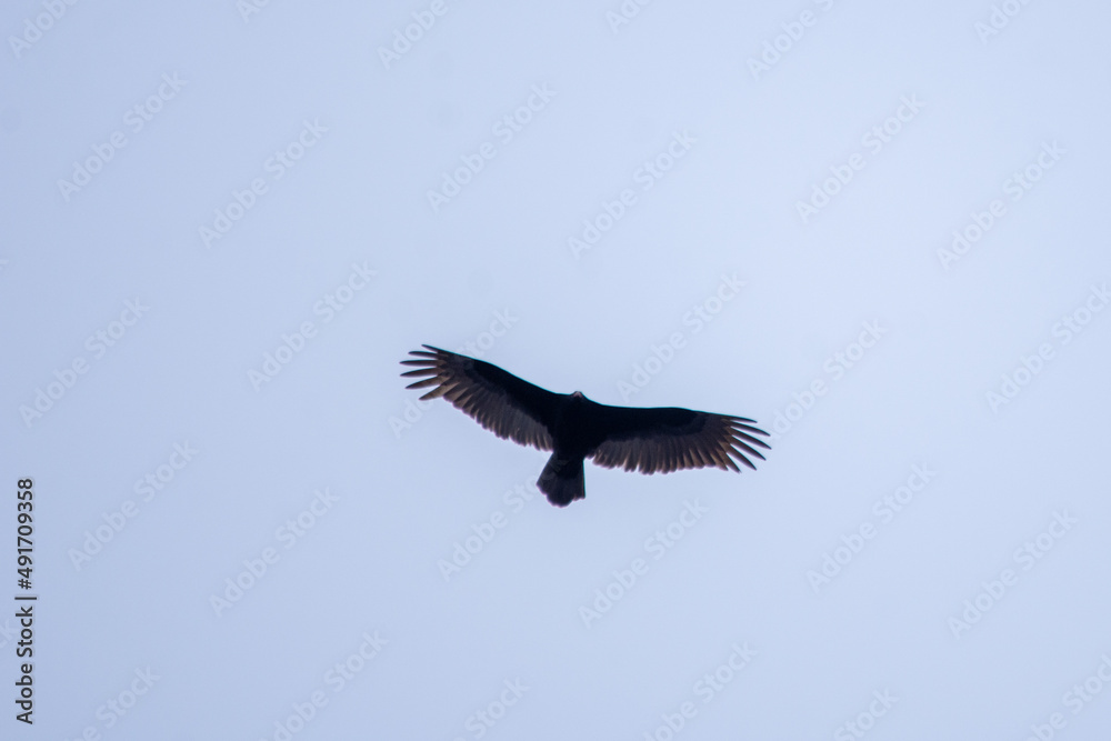 Fototapeta premium vulture in flight