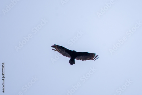 vulture in flight