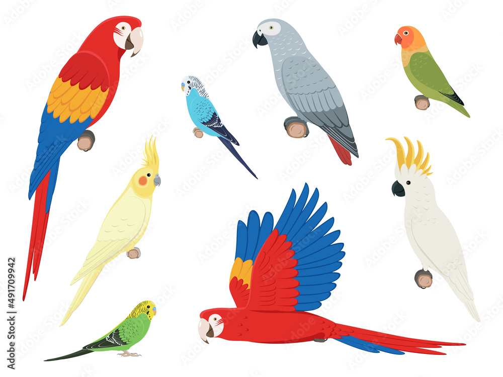 Fototapeta premium Set of different parrots