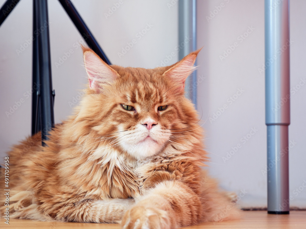 A red Maine Coon cat lying in a photography studio, under a tripod