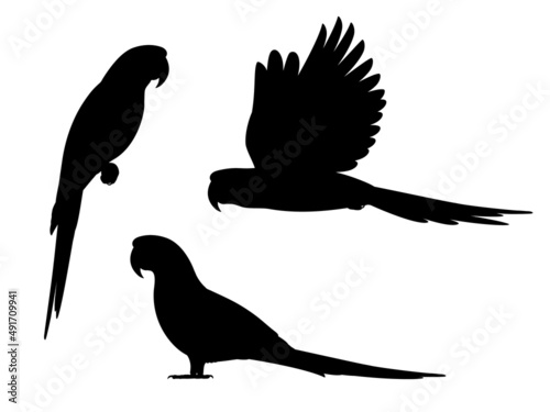 Set macaw parrot silhouettes