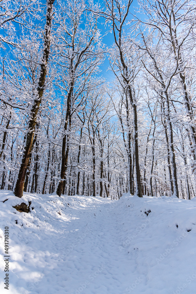 Fresh snow on the trees