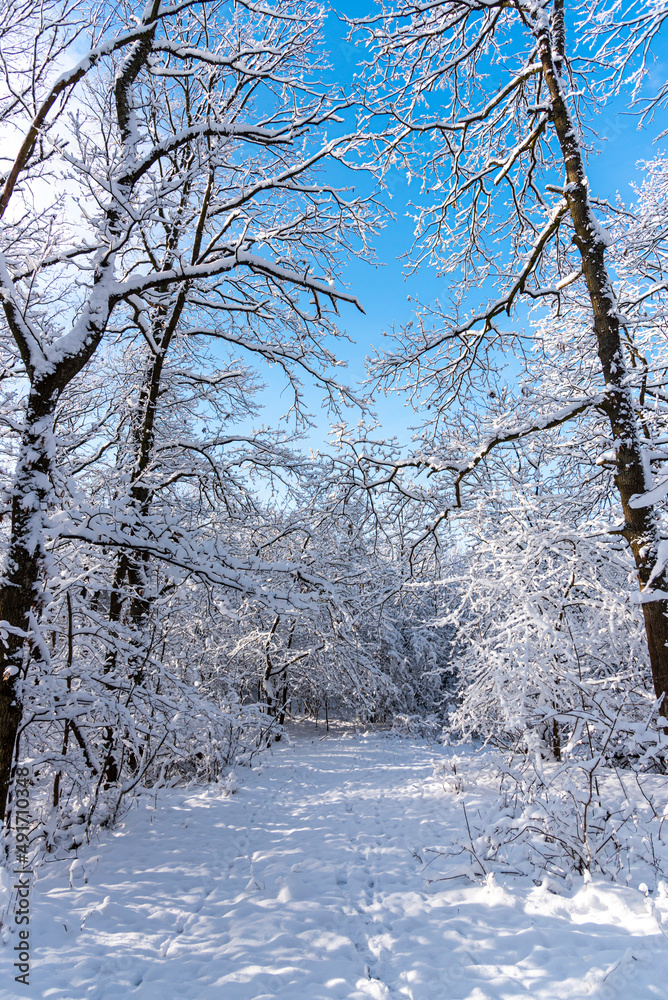 Fresh snow on the trees Fresh snow on the trees