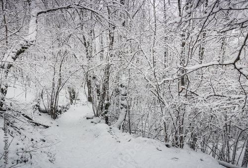 Wallpaper Mural chemin sous la neige en hiver Torontodigital.ca