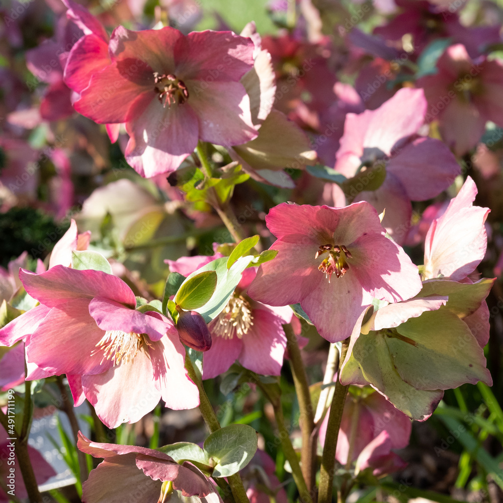 Pink hellebore flowers by the name Helleborus Walberton's Rosemary Walhero, growing in a garden in Wisley in Surrey, UK. Photographed on a cold, sunny March day.