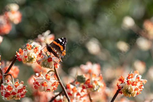 Red admiral butterfly lands on bright orange flower of the Edgeworthia chrysanthia Red Dragon bush Photographed in Wisley, Surey UK. photo