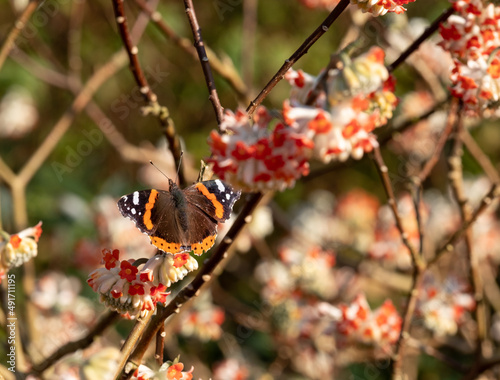 Red admiral butterfly lands on bright orange flower of the Edgeworthia chrysanthia Red Dragon bush Photographed in Wisley, Surey UK. photo