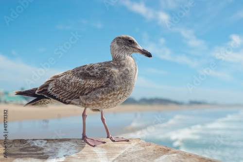 Seagull, close up portrait of a bird, beautiful blue sea, and cloudy sky background © Hanna Tor