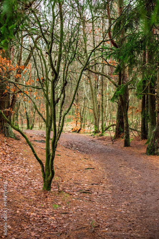 Fototapeta premium Trees by a walking path in the forest.