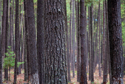 Fototapeta Naklejka Na Ścianę i Meble -  Bases de pinos en un bosque de coníferas